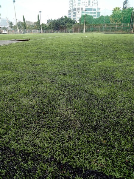 Mặt cỏ của sân bóng Yên Hoà có chất lượng ổn định