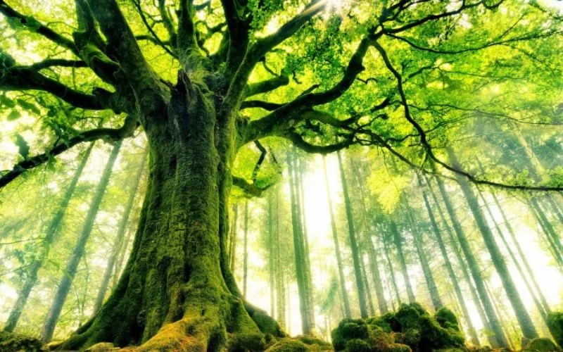 Cây xanh tạo bóng mát và vẻ đẹp cho không gian sống.