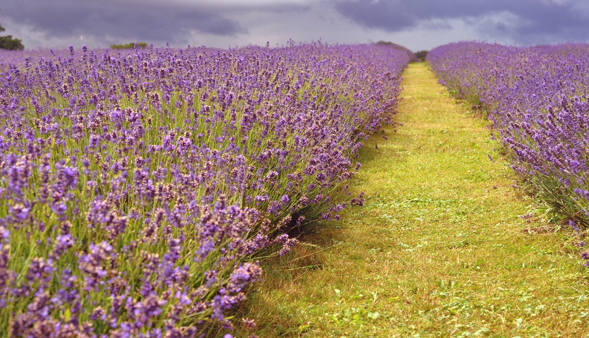Con đường dài quanh co uốn lượn giữa cánh đồng xanh mướt dưới ánh nắng vàng rực rỡ