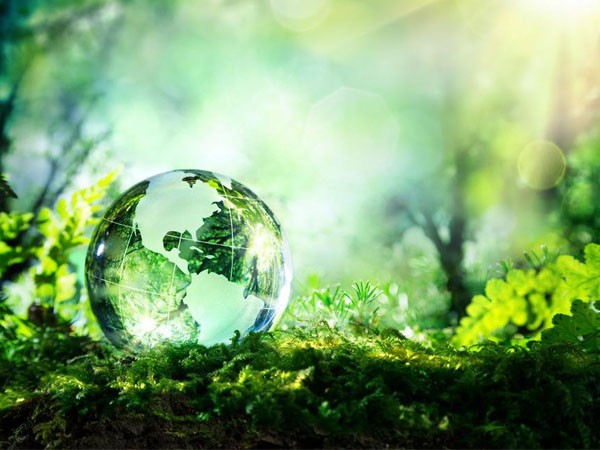 Cảnh thiên nhiên với cây cỏ xanh tươi dưới ánh nắng