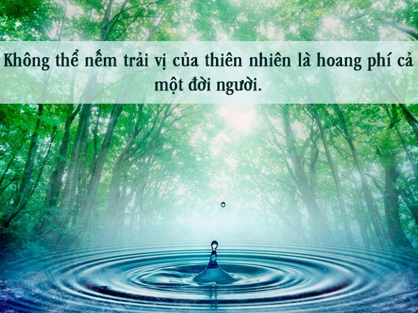 Cánh đồng lúa xanh mướt dưới ánh nắng chiều