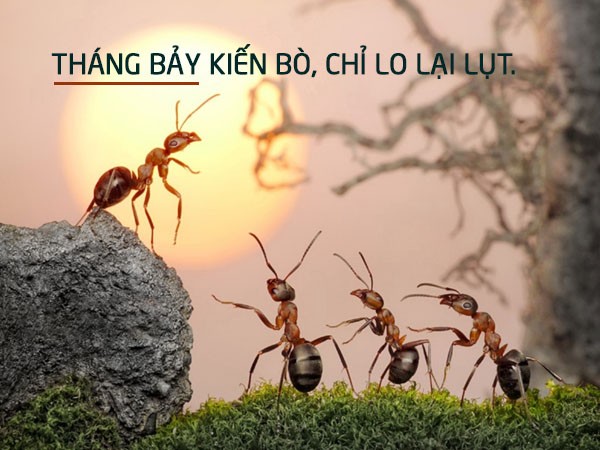 Đàn kiến đang tha mồi về tổ dưới trời nắng