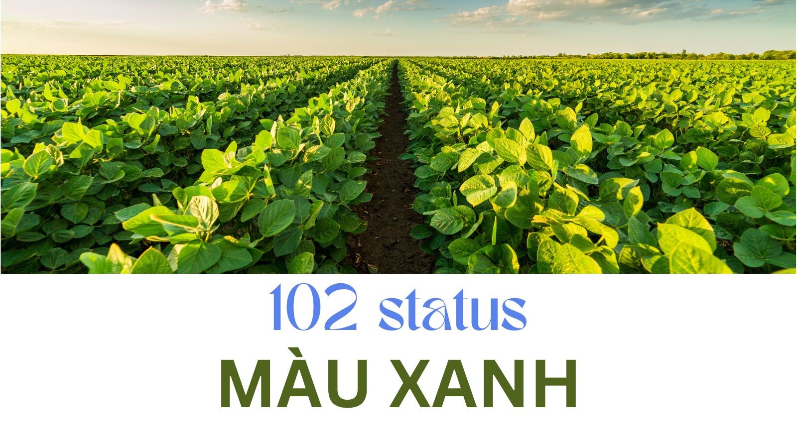 Những status về màu xanh