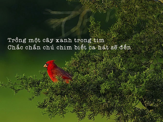 Cận cảnh một bông hoa nhỏ trên nền lá xanh