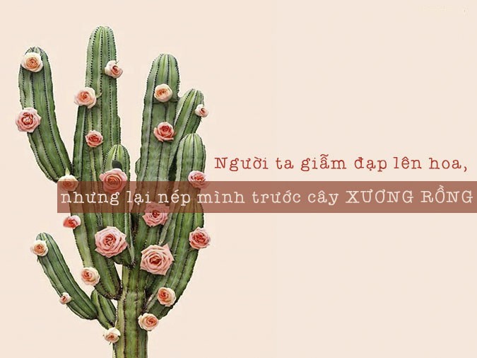 Cây xương rồng với những chiếc gai sắc nhọn