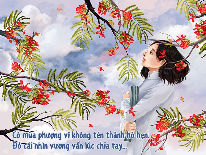 Cây phượng nở hoa đỏ rực dưới bầu trời xanh