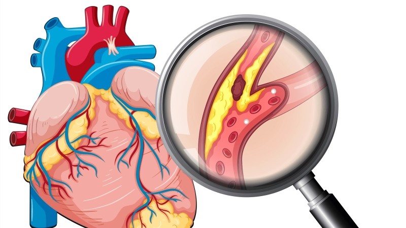 Cấu tạo và chức năng của hệ tuần hoàn có ý nghĩa như thế nào 3