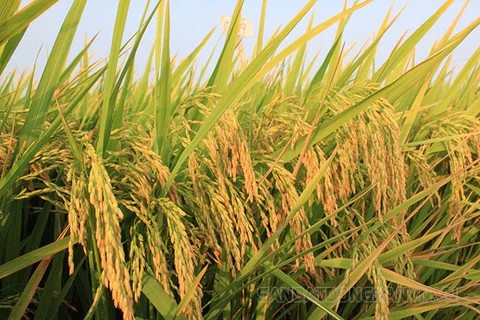 Cây lúa thích hợp trồng ở đất phù sa nhẹ