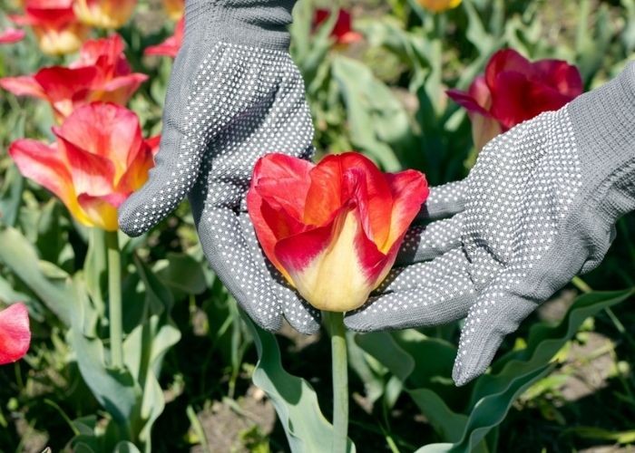 Cách chăm sóc hoa tulip tại nhà