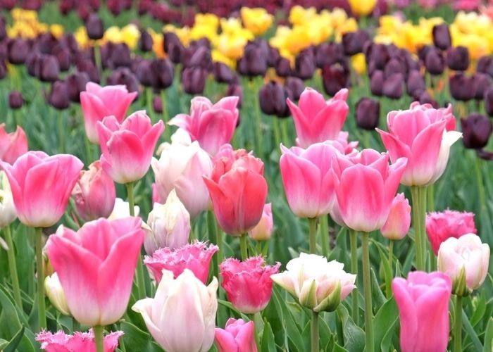 Hoa tulip với nhiều màu sắc rực rỡ
