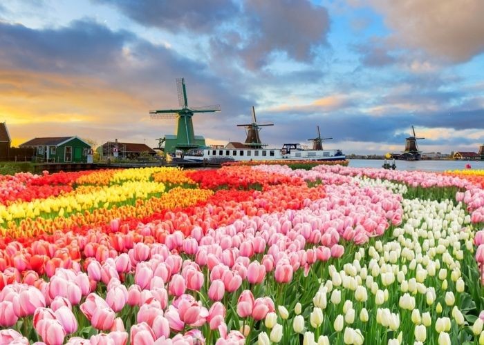 Vườn hoa tulip tại Hà Lan