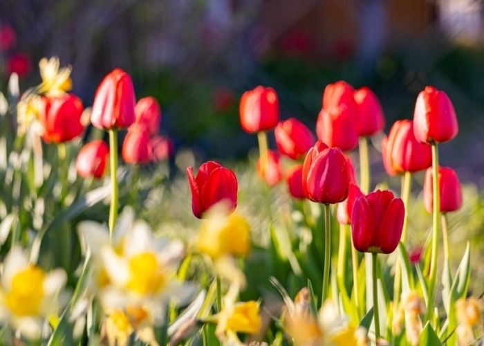 Ý nghĩa của hoa tulip đỏ