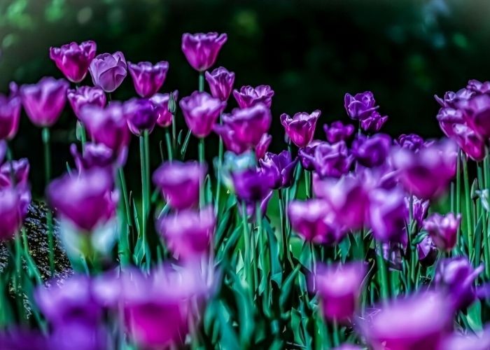 Ý nghĩa của hoa tulip tím