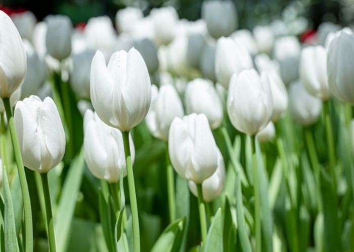 Ý nghĩa của hoa tulip trắng