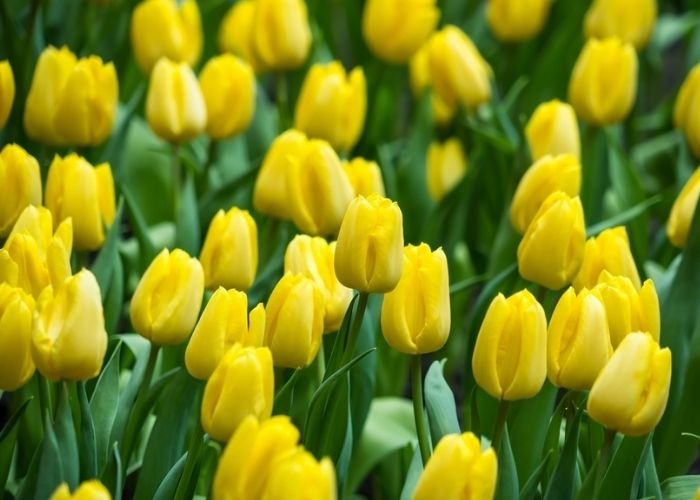 Ý nghĩa của hoa tulip vàng